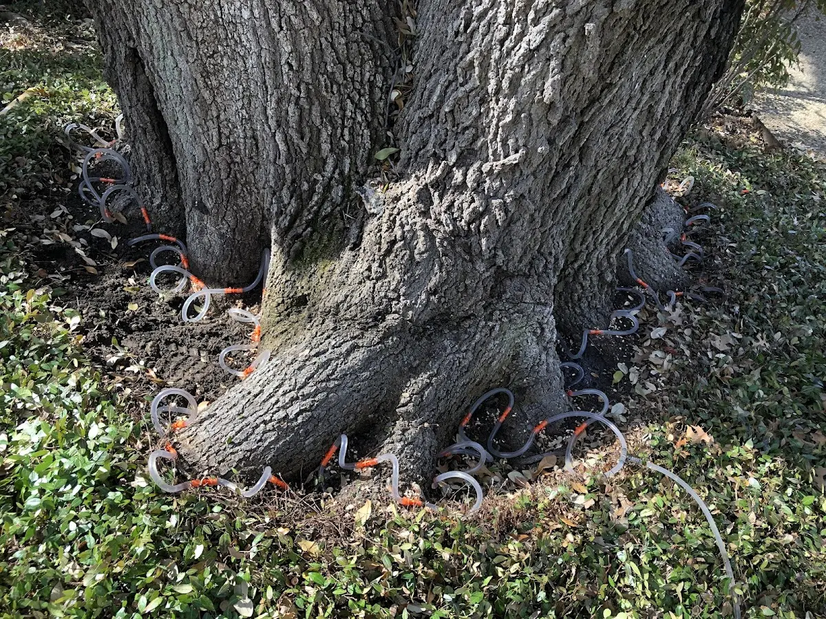 Detailed Tree Cabling and Bracing job site in Chinle