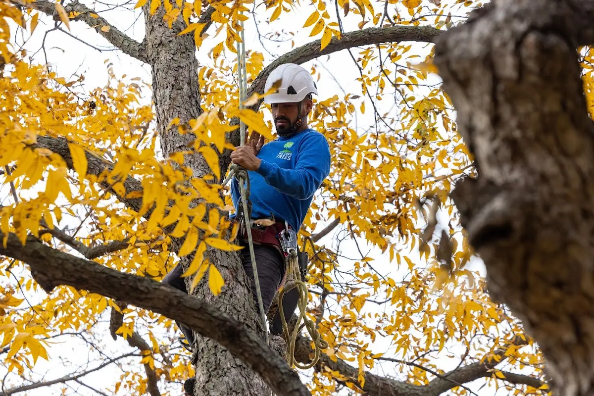 Skilled Dead Tree Removal crew working in Chinle